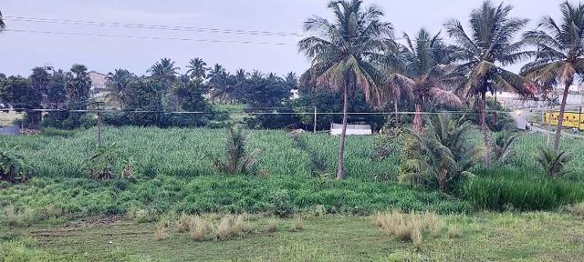 View of the fields nearby — TNG Senior Citizens Home, Coimbatore